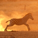 Zèbre des plaines (Kruger)