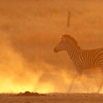 Zèbre des plaines (Kruger)