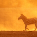 Zèbre des plaines (Kruger)