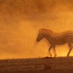 Zèbre des plaines (Kruger)