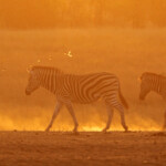 Zèbre des plaines (Kruger)