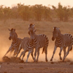 Zèbre des plaines (Kruger)