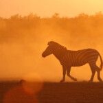 Zèbre des plaines (Kruger)