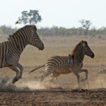 Zèbre des plaines (Kruger)