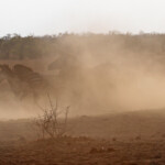 Zèbre des plaines (Kruger)