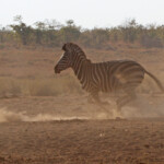 Zèbre des plaines (Kruger)