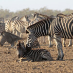 Zèbre des plaines (Kruger)