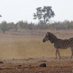Zèbre des plaines (Kruger)