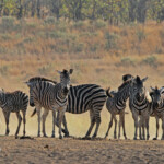 Zèbre des plaines (Kruger)