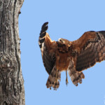 Gymnogène d'Afrique (Satara)