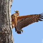 Gymnogène d'Afrique (Satara)