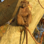 Babouin (Kruger, Shingwedzi)