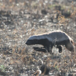 Ratel (Kruger - Satara)