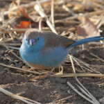 Cordonbleu de l'Angola (Kruger, Shingwedzi)