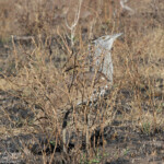 Outarde kori (Kruger - Satara)