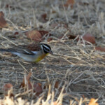 Bruant à poitrine dorée (Kruger, Shingwedzi)