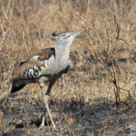 Outarde kori (Kruger - Satara)