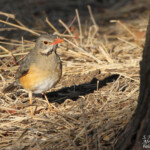 Merle Kurichane (Kruger, Shingwedzi)