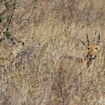 Cobe des roseaux (Kruger - Satara)