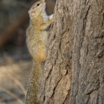 Écureuil de Smith (Kruger)