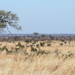 Kruger - Satara