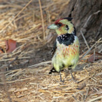 Barbican promépic (Kruger, Shingwedzi)