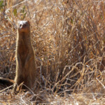 Mangouste rouge (Kruger - Satara)
