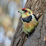 Barbican promépic (Kruger, Shingwedzi)