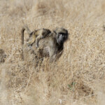 Babouin (Kruger - Satara)