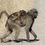 Babouin (Kruger - Satara)