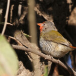 Green-winged Pytilia Beaumarquet melba (Kruger, Shingwedzi) Svg+xml,%3Csvg%20xmlns%3D%22http%3A%2F%2Fwww.w3
