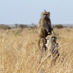 Babouin (Kruger - Satara)