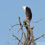 Pygargue vocifère (Kruger, Shingwedzi)