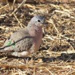Tourtelette émeraudine (Kruger, Shingwedzi)
