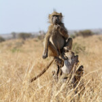 Babouin (Kruger - Satara)