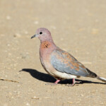 Tourterelle maillée (Kruger, Shingwedzi)