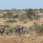 Zèbre des plaines (Kruger - Satara)