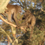 Babouin (Kruger, Shingwedzi)