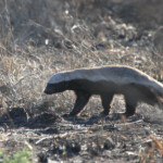 Ratel (Kruger - Satara)