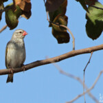 Travailleur à bec rouge (Kruger, Shingwedzi)