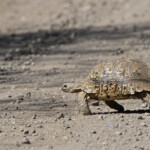 Tortue anguleuse (Kruger - Satara)