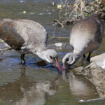 Ibis hagedash (Kruger - Satara)