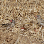 Travailleur à bec rouge (Kruger, Shingwedzi)