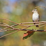 Combassou violacé (Kruger, Shingwedzi)