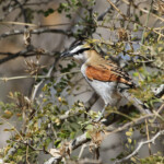 Tchagra à tête noire (Kruger - Satara)