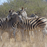 Zèbre des plaines (Kruger - Satara)