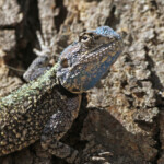 Agame des arbres (Kruger - Satara)