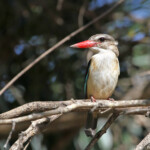 Martin-chasseur à tête brune (Kruger - Satara)