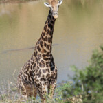 Giraffe (Kruger)