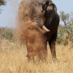 Éléphant (Kruger) Svg+xml,%3Csvg%20xmlns%3D%22http%3A%2F%2Fwww.w3